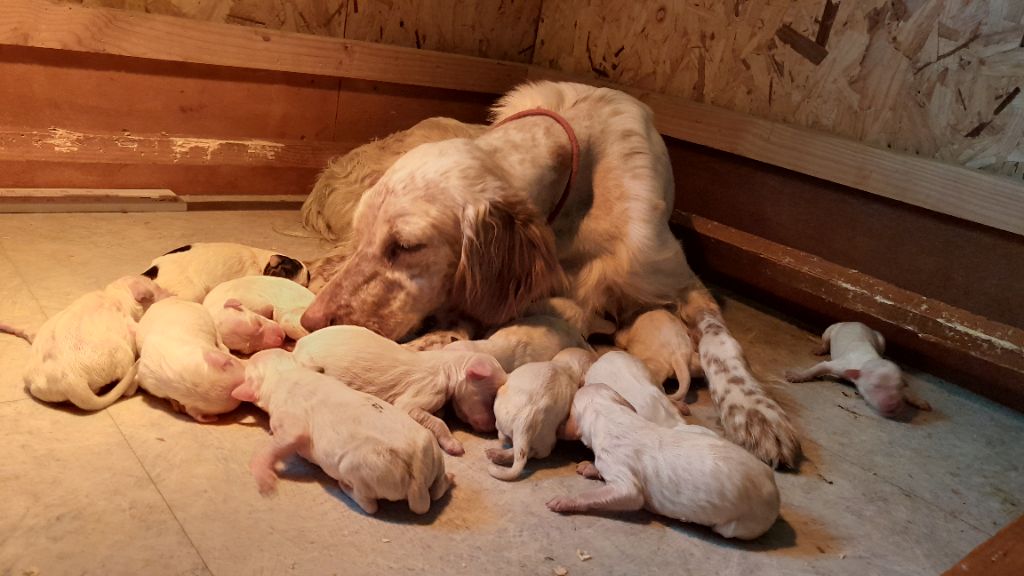 chiot Setter Anglais De La Vallée Du Cône