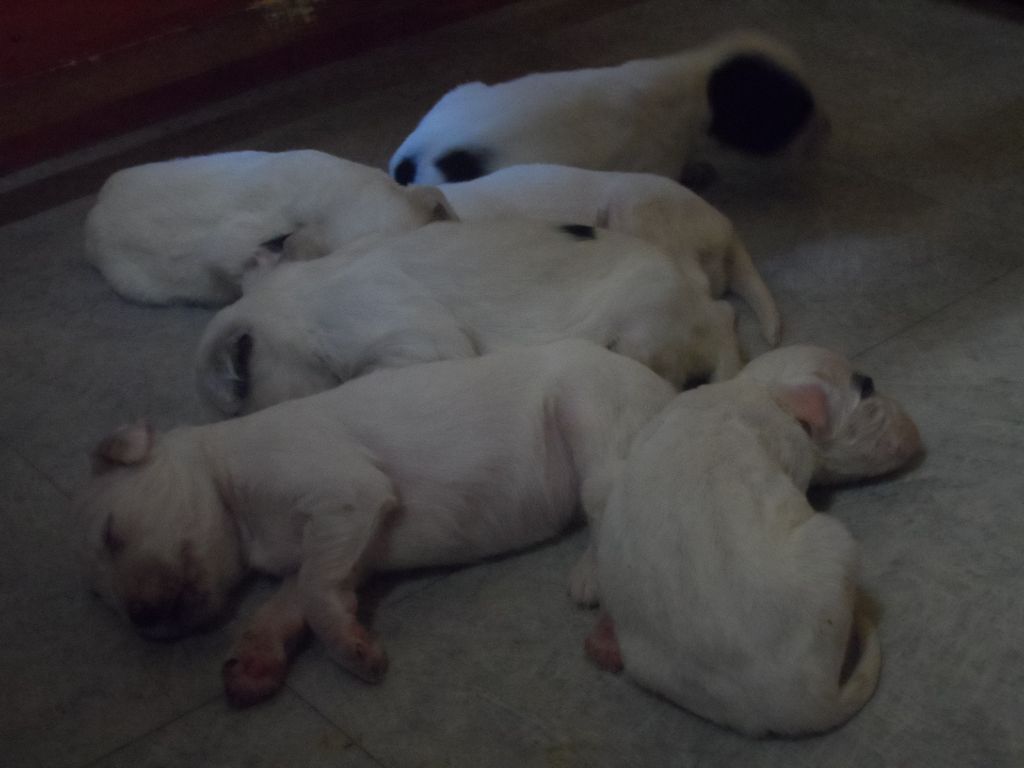 Naissance de 6 chiots, le 13 mai 2020.